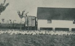 drůbežárna vysoké školy zemědělské - Český svět 09.12.1926 